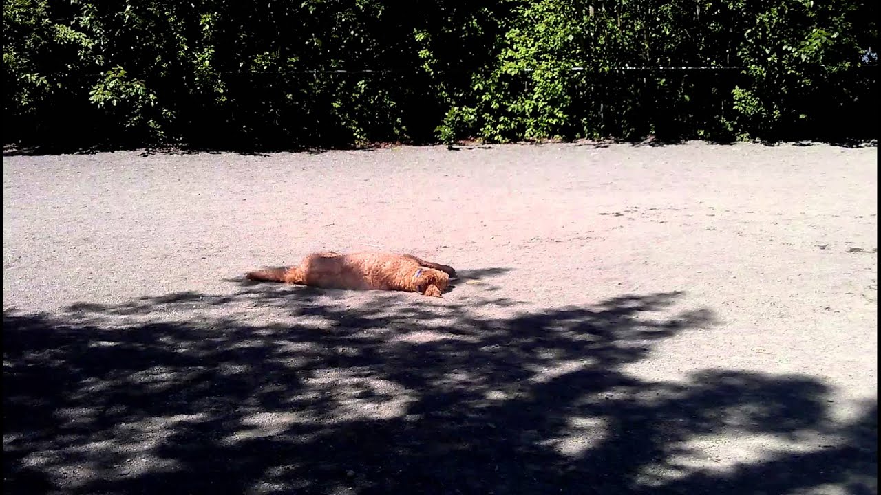 Sirius Pet Care: Magnuson Dog Park 041114