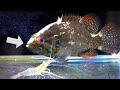 睨みを効かせる魚の飼育。【オヤニラミ水槽】