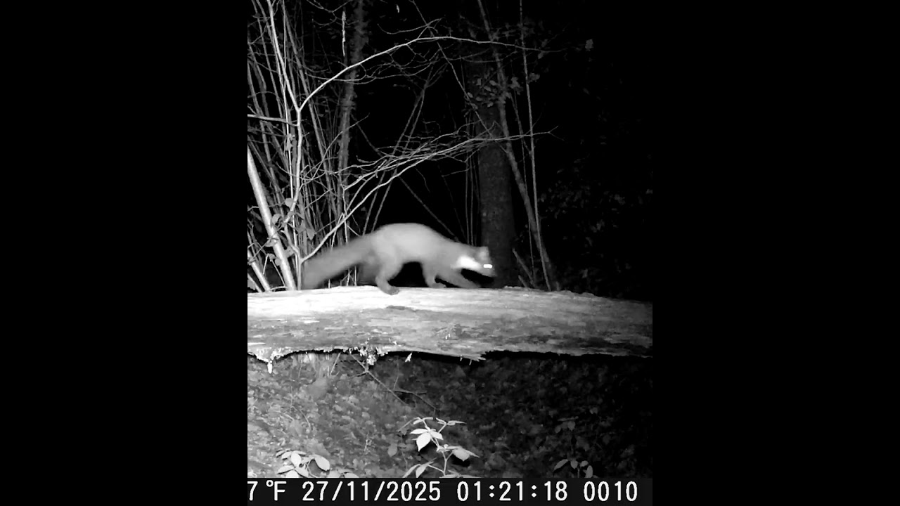 Stag on the Trail, Hunting Marten & Night Boars