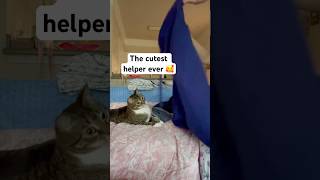 Folding clothes with this cutie❤️ #cat #cute #pretty cat#love #shorts