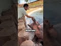 He Tossed a Watermelon to a Hippo and It Did Not Go Well