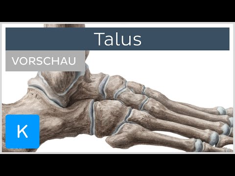 Talus: Aufbau und Funktion (Vorschau) - Anatomie des Menschen | Kenhub