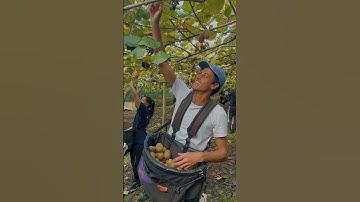 Picking in New Zealand 🙌🏼🥝 #workingholidayvisa #newzealand #nuevazelanda #newzealandlife #kiwi