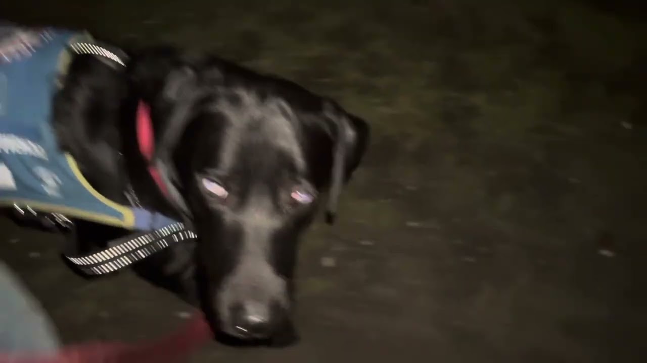 Assistentie hand Ovin in opleiding in Holten 