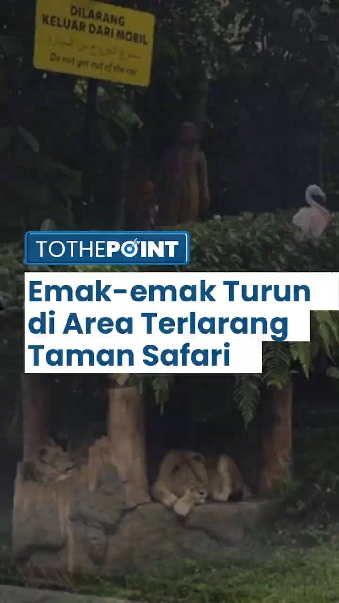 Viral Emak-emak Turun dari Mobil Masuk Area Terlarang Taman Safari Indonesia, Langsung Di-blacklist