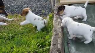 Chiot Jack Russel Puppies Youtube