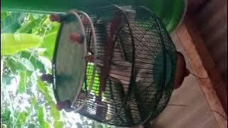 Burung Puter Bersuara Kambing😂😂