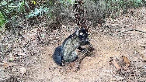 #thợ_leo_núi# Thăm bẫy trúng đậm dính cầy hương khủng (tổng cộng 6 em chồn đầy một Balô )