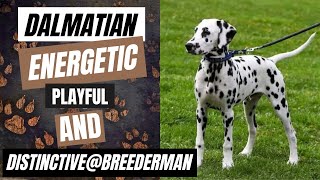 Dalmatian | Are Dalmatians Really the Most Unique Dogs?