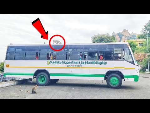 Tiruchengode Temple Bus Monkey Riding and Turning On Hairpin bend At ...