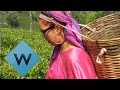 Hayley Goes Tea Picking | Nev's Indian Call Centre | W