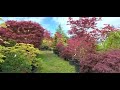NICEST JAPANESE MAPLES TO FIND IN THE GARDEN - AMAZING MAPLES