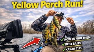 Limit Out On Spring YELLOW PERCH Fast! What YOU Need To Know!