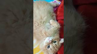 itna kyun khate ho 😌 #ytshortsindia #kitten #cutecatshort #furbaby #furkids  #trendingshorts #funny