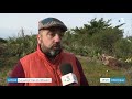 Charentemaritime  quinze tonnes de yuccas  arracher sur les dunes de lle de r