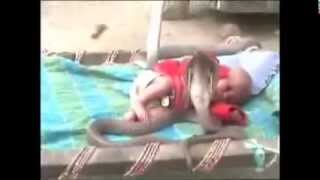 Mircale in India!! 4 Cobra Protect Sleeping Baby Girl!!