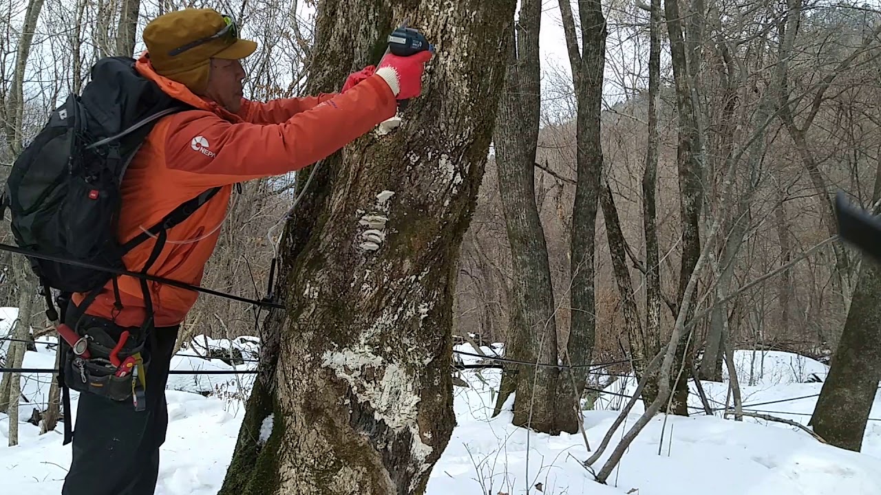 Tapping a maple Tree - YouTube
