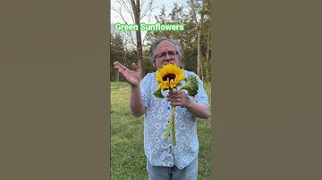 Thumbnail of How to make Green Sunflowers!! It’s easy!! #sunflowers #florist #flowers #theflowerpodcast
