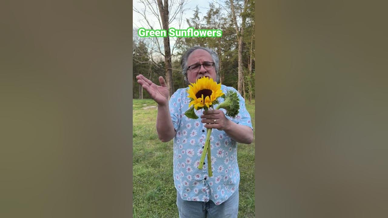How to make Green Sunflowers!! It’s easy!! #sunflowers #florist #flowers #theflowerpodcast