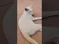 After have food already 🤣🥰 #cat #shortvideo #cutecat #animallife