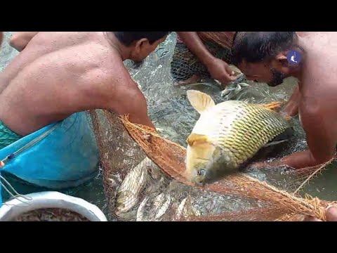 Hand Fishing Video Pond Big Fish Catching2023