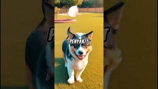 fakta boy ,kalau anjing bisa menangis #shorts #animals #faktaboy #faktahewan