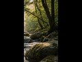 Forest Brook | Deep Sleep Preview #Shorts