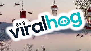 Flock of Hummingbirds Swarm Feeders || ViralHog