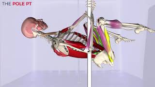 Pole Anatomy  pole invert: the muscles, anatomy and biomechanics of pole!