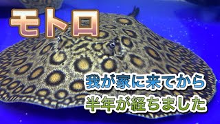 淡水エイ エクセルコロンビアモトロ オス 胎盤±25cm
