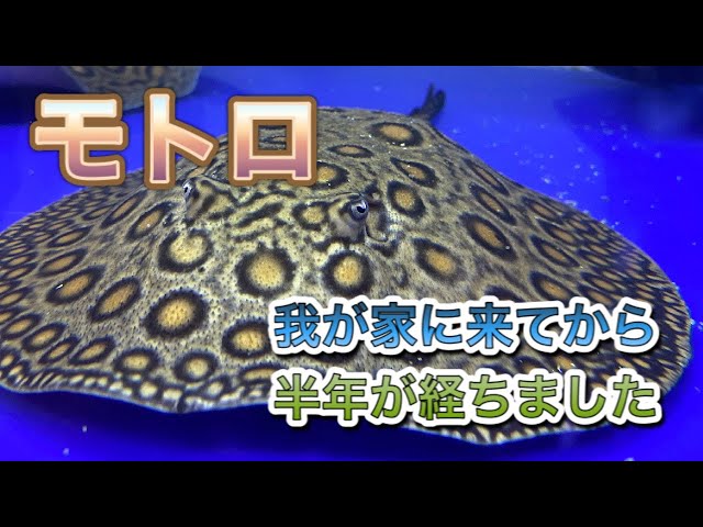 家族に愛されるアマゾン淡水エイ！エクセルコロンビアモトロを飼育して