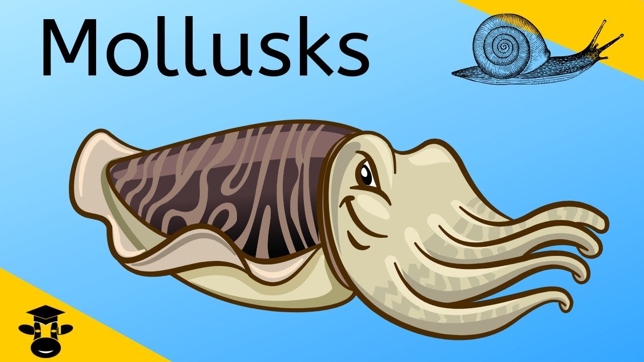 Do All Mollusks Have Tentacles?