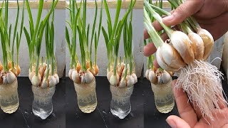 Amazing idea for growing garlic | how to grow in plastic
bottles???????????????????????? new & easy methodgarlic cultivation,
bo...