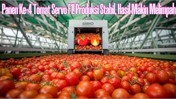Panen Ke-4 Tomat Servo F1! Produksi Stabil, Hasil Makin Melimpah 🍅🔥