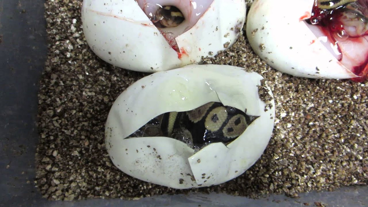 rat snakes in alabama Brian Gundy Shares Unbelievable Pied Clutch