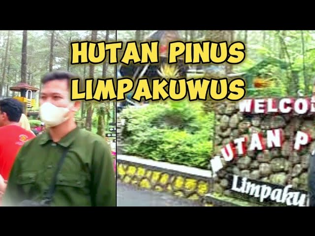 hutan pinus yang sangat indah di pwt class=