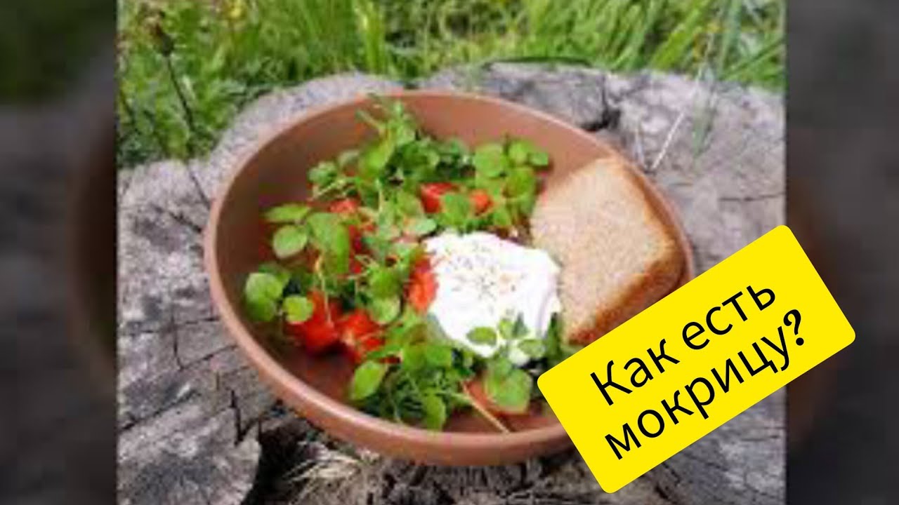Как есть дикоросы. Мокрица.