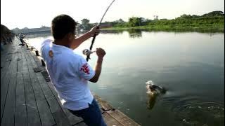 TEST!!! Maxel Sealion Reel