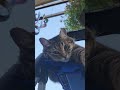Eight or Nine Seconds of Bean the Cat
