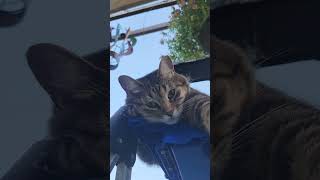 Eight or Nine Seconds of Bean the Cat