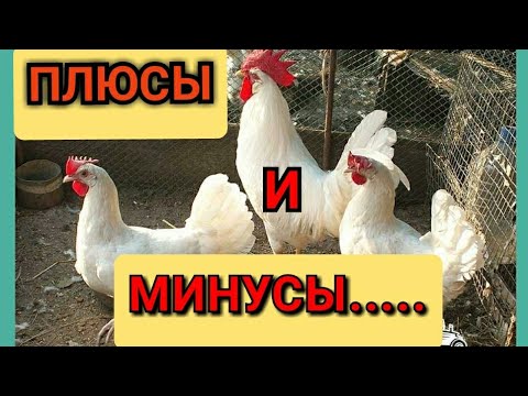 🔥Курам 1.5 года!//ЛУЧШАЯ Несушка❗//ЯЙЦЕНОСКОСКОСТЬ//Какие Куры Лучше для Яйца?