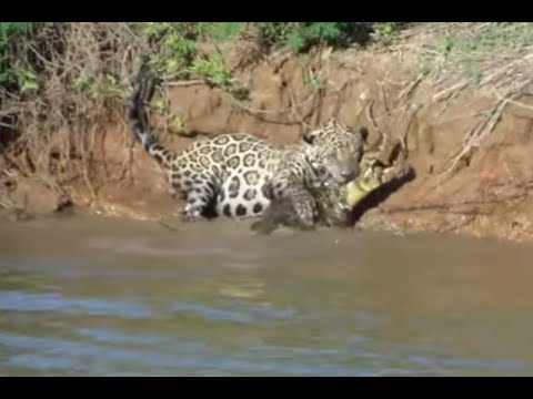 Jaguar un cocodrilo - YouTube