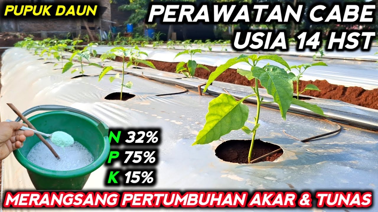🔴 PERAWATAN CABE USIA 14 HST MERANGSANG PERTUMBUHAN AKAR & TUNAS #mitrapertanianchannel