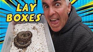 LAY BOXES - CrittaCam