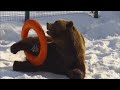 С кругом играет