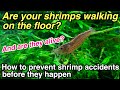 Three common problems that occur in your planted aquarium with shrimps ADA natureaquarim Amanoshrimp
