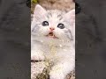 Funny cute cat ❤️😻#cat #ai #cute #funny #kitten #shorts
