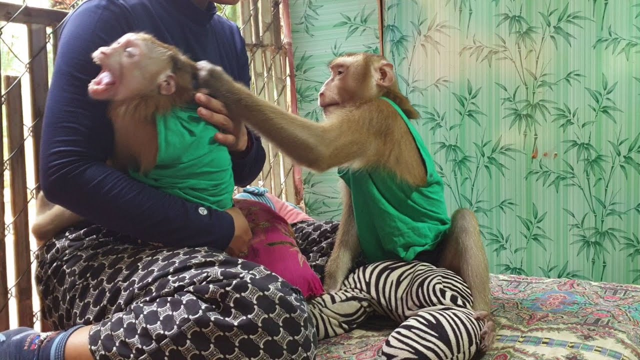 The Daily Life Koko And Yoko's Family, What Brother Koko Jealous To Yoko