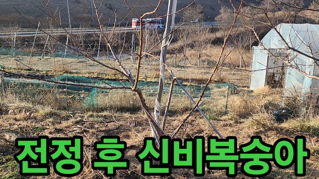 세상 쉬운 신비복숭아 전지(3년차)