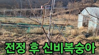 세상 쉬운 신비복숭아 전지(3년차)